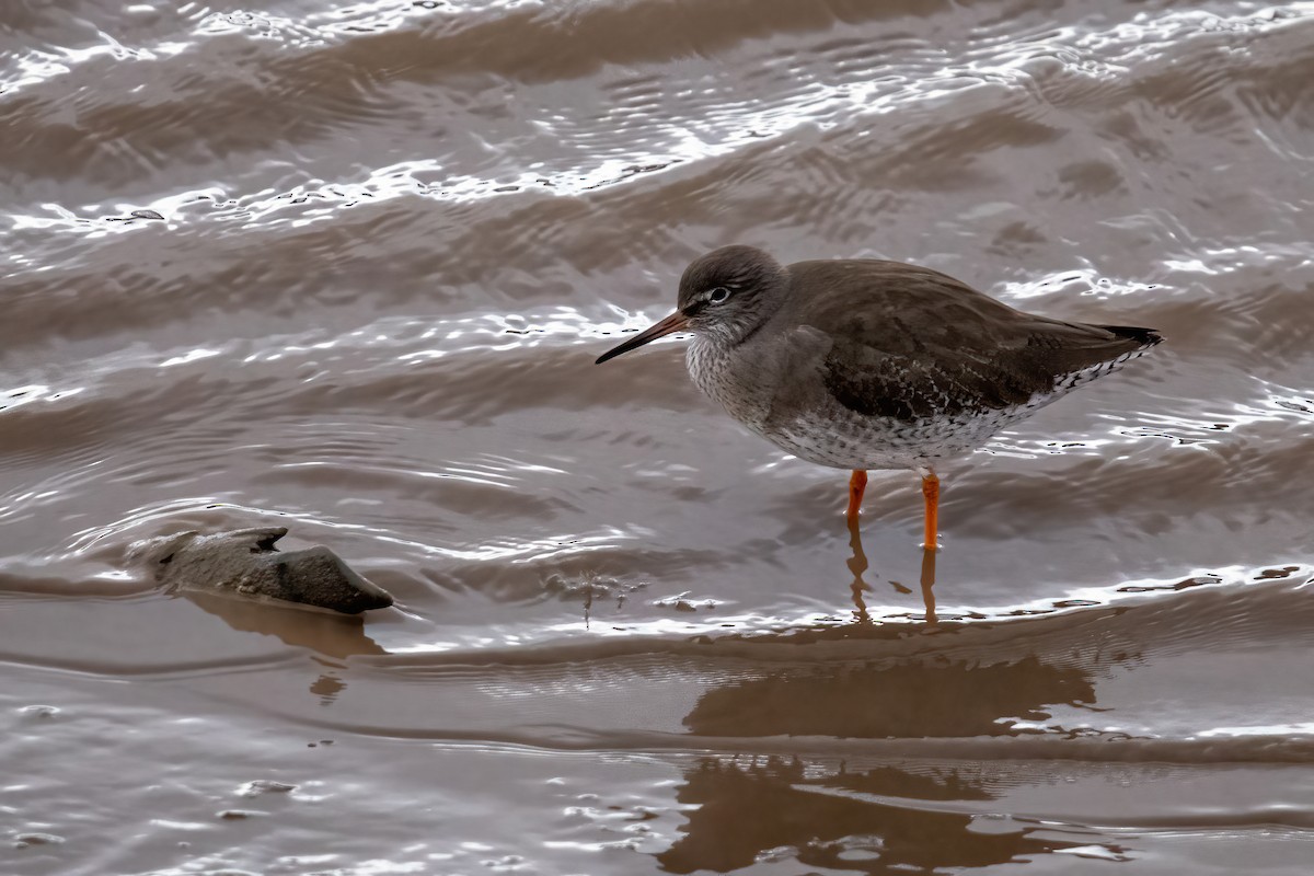 Common Redshank - ML629088000