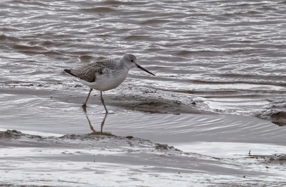 Common Greenshank - ML629088008