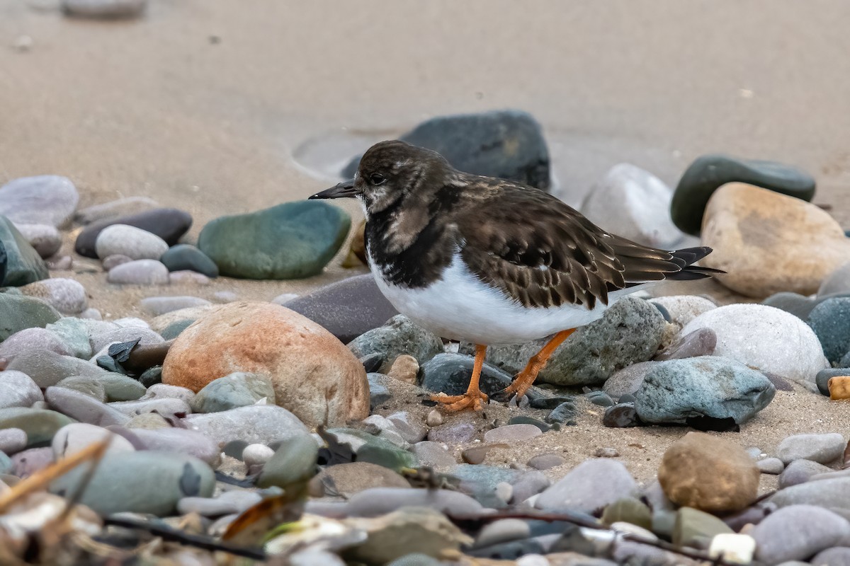 Ruddy Turnstone - ML629088018