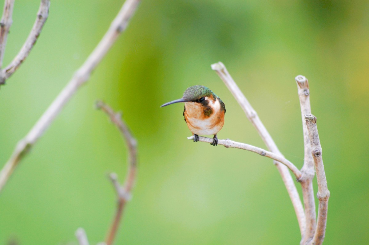 White-bellied Woodstar - ML629088025