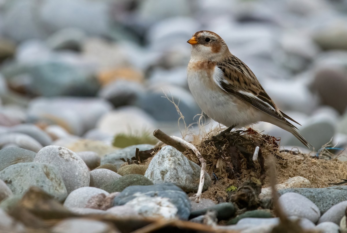 Snow Bunting - ML629088039