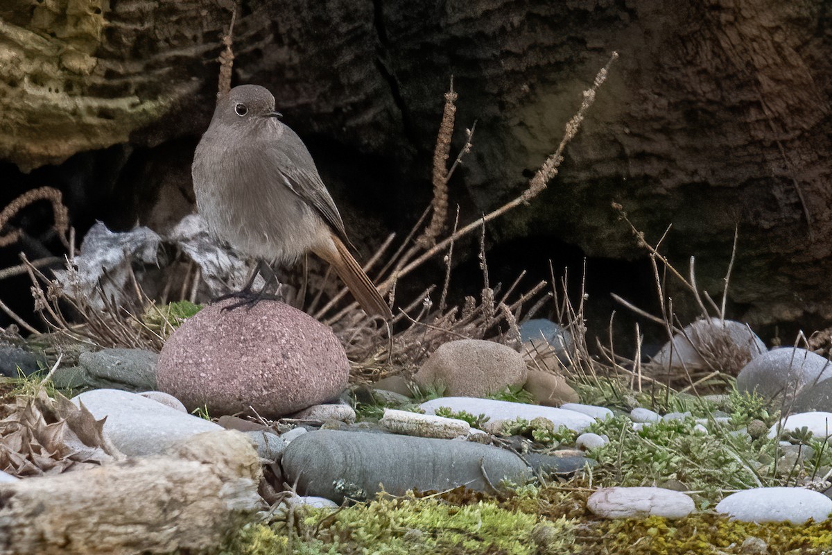Black Redstart - ML629088053