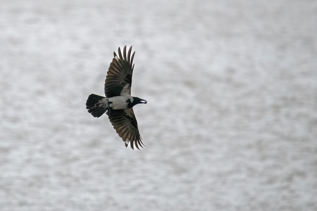 Carrion x Hooded Crow (hybrid) - ML629088060
