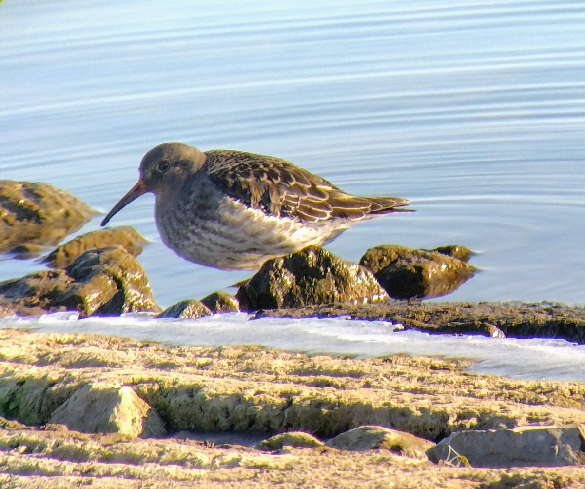Purple Sandpiper - ML629088092