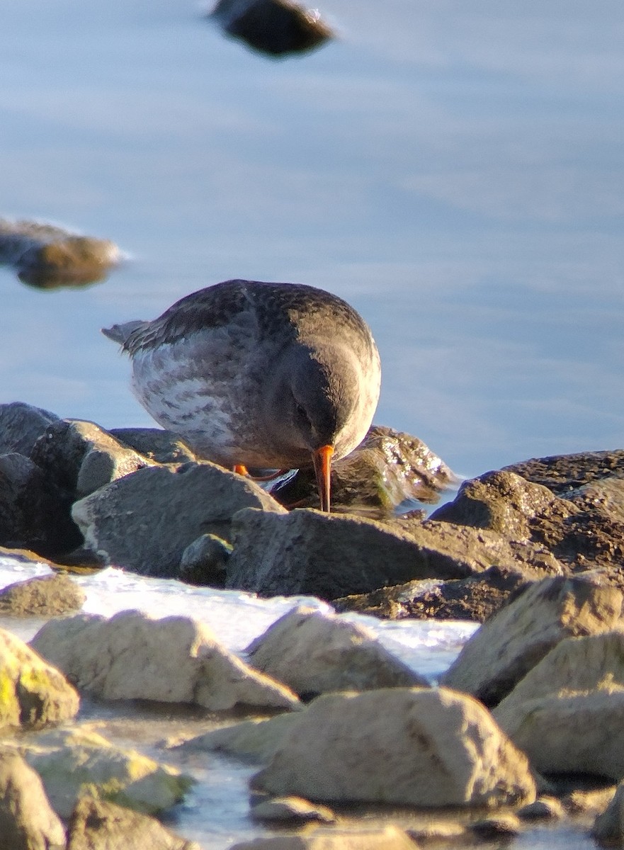 Purple Sandpiper - ML629088093