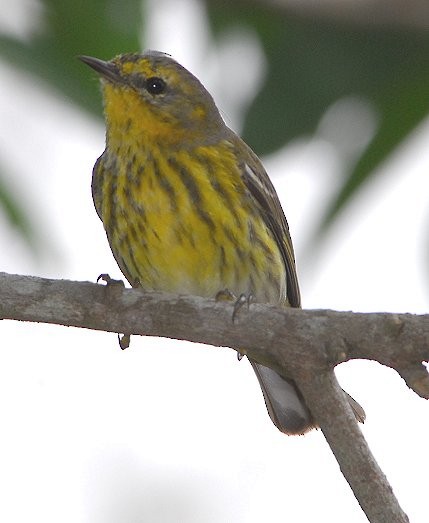 Cape May Warbler - ML629088342