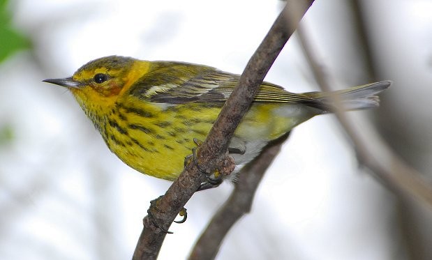 Cape May Warbler - ML629088343