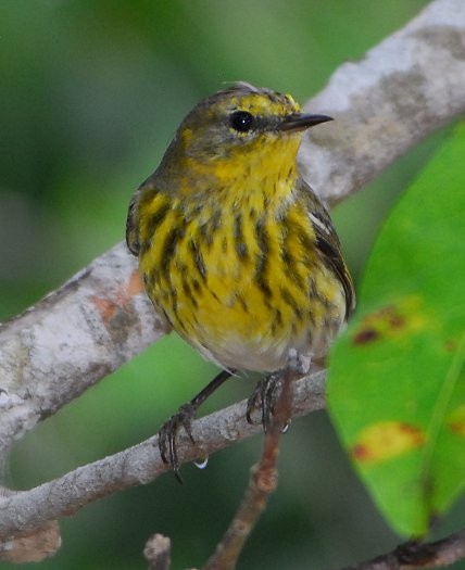 Cape May Warbler - ML629088344