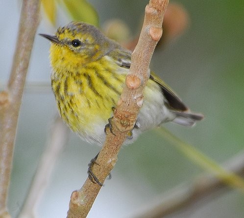 Cape May Warbler - ML629088345