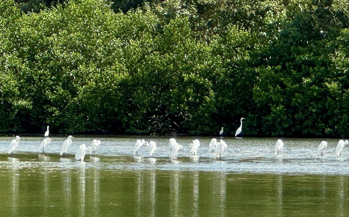Great Egret - ML629088595