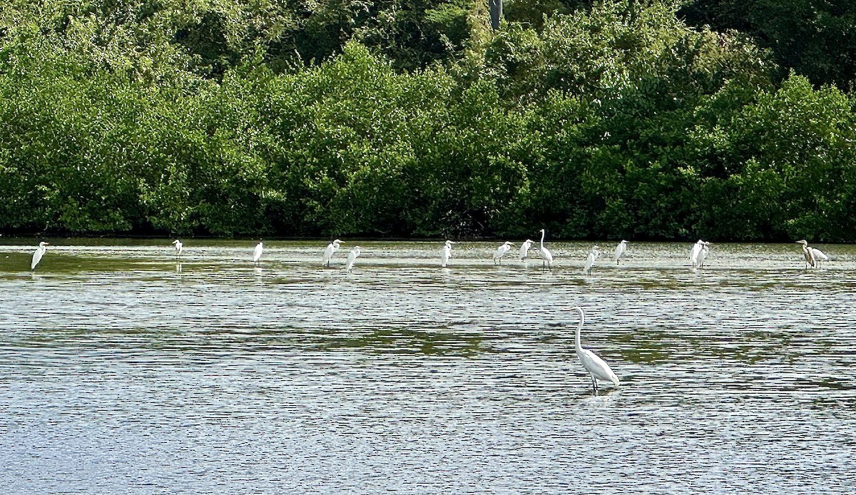 Great Egret - ML629088596
