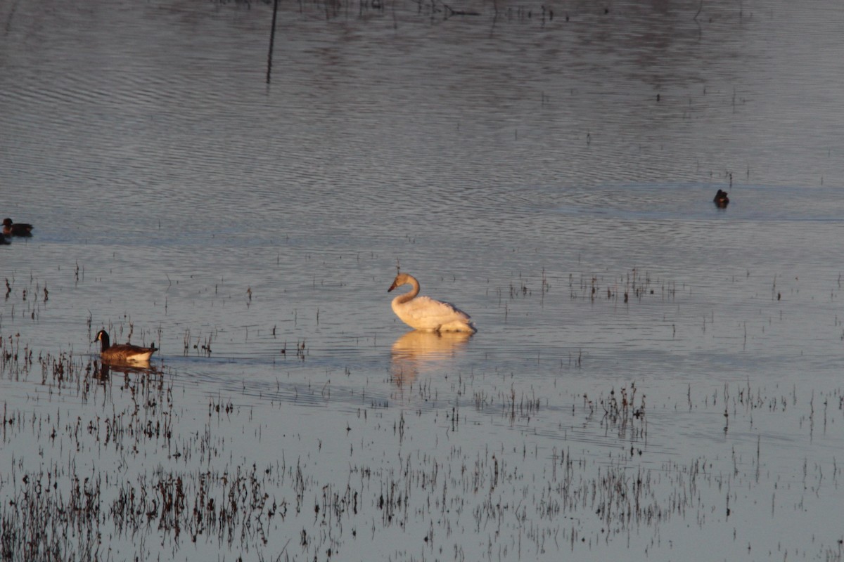 Tundra Swan - ML629088614
