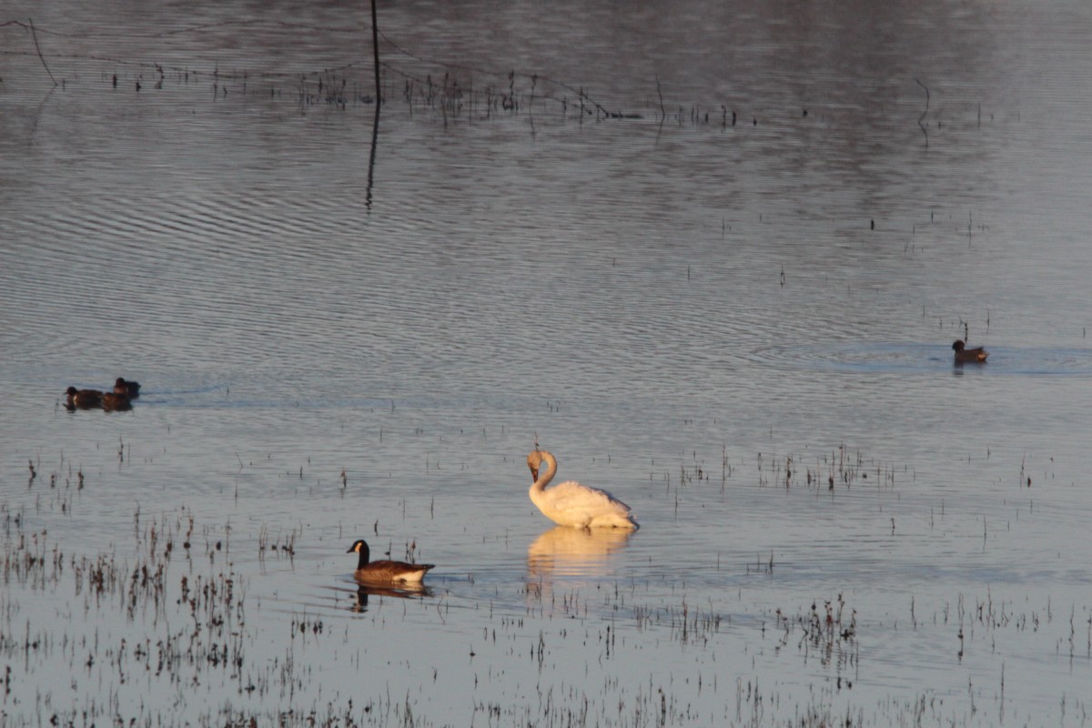 Tundra Swan - ML629088630
