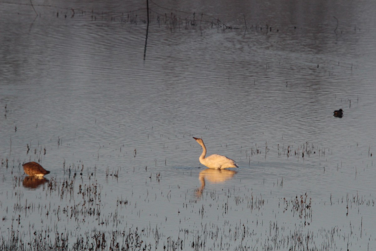 Tundra Swan - ML629088655