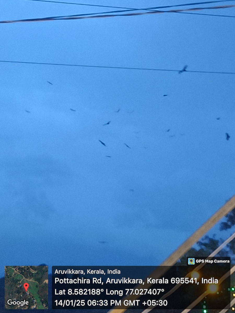 Brahminy Kite - ML629088842