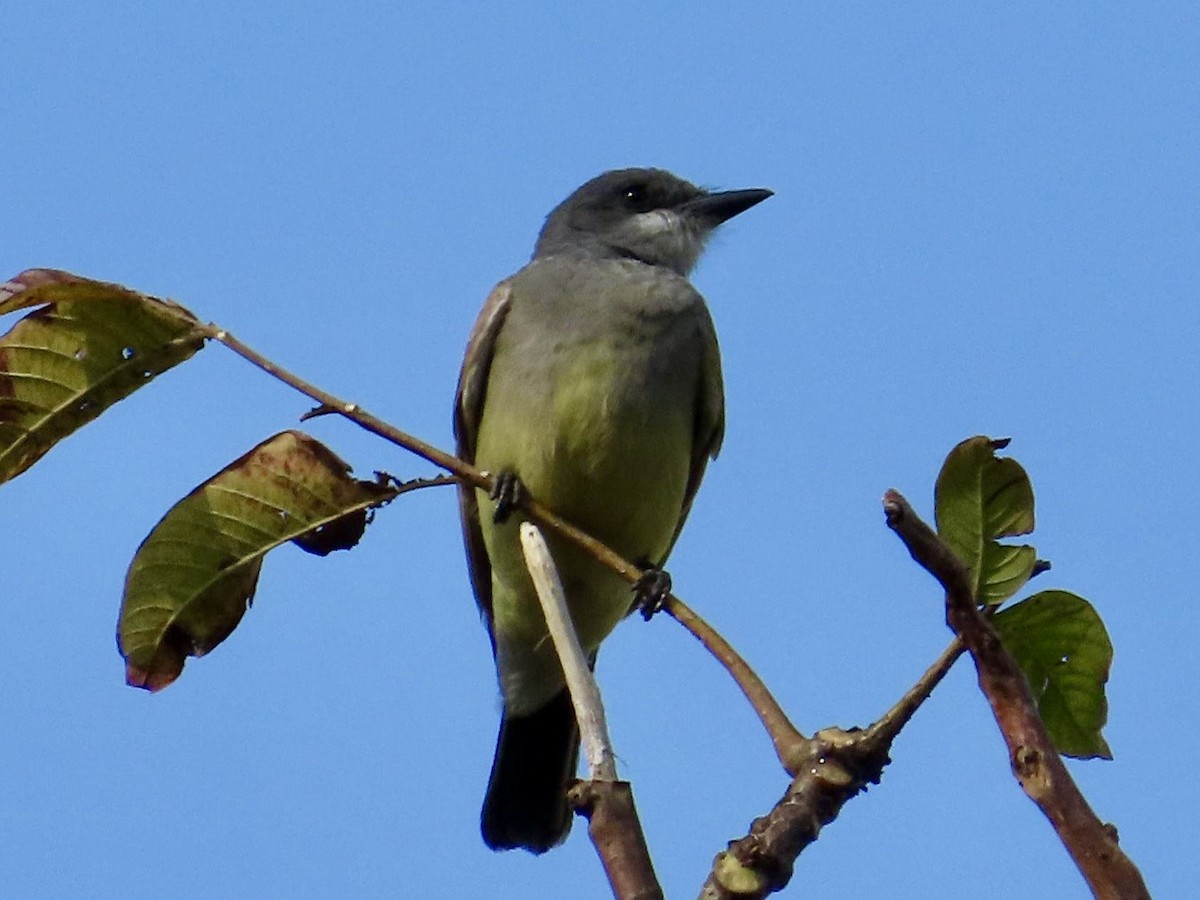 Cassin's Kingbird - ML629088926