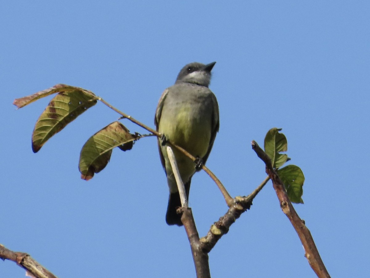 Cassin's Kingbird - ML629088927