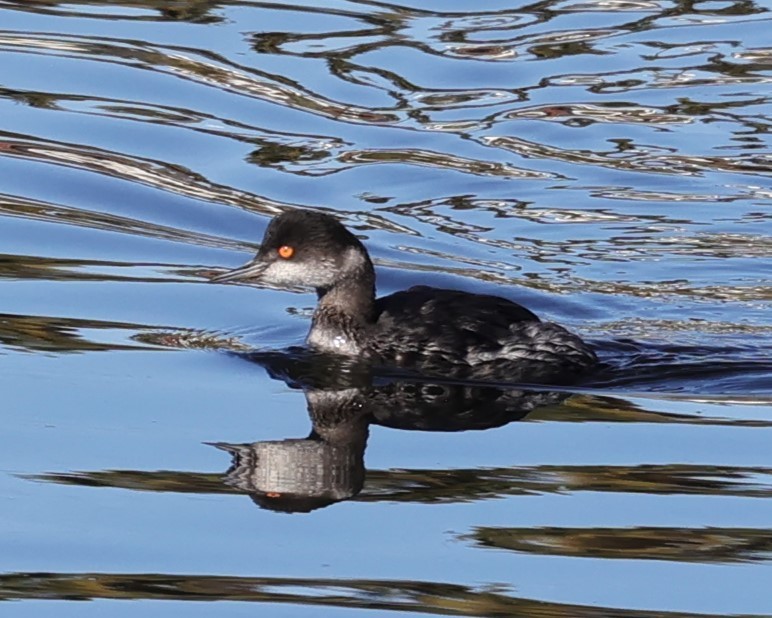 Eared Grebe - ML629088974