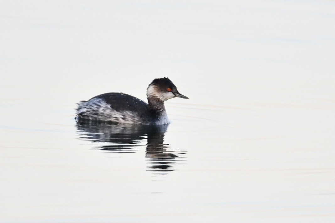 Eared Grebe - ML629089006