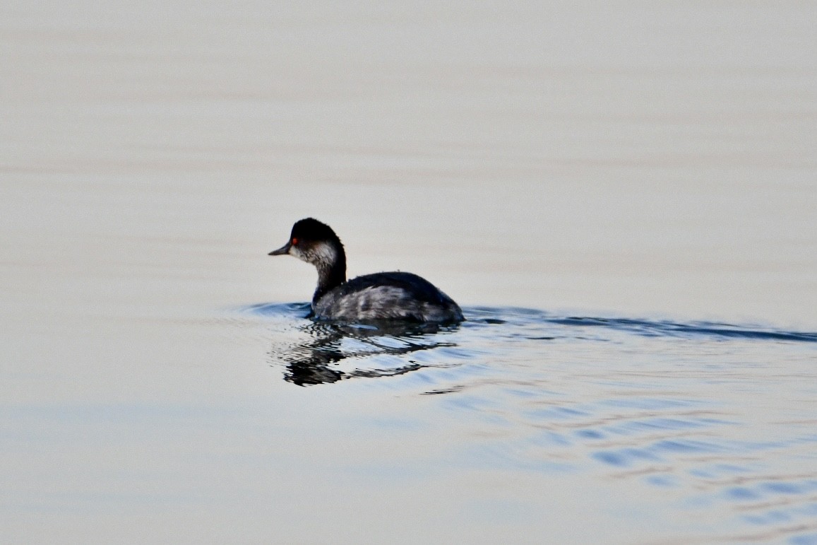 Eared Grebe - ML629089007