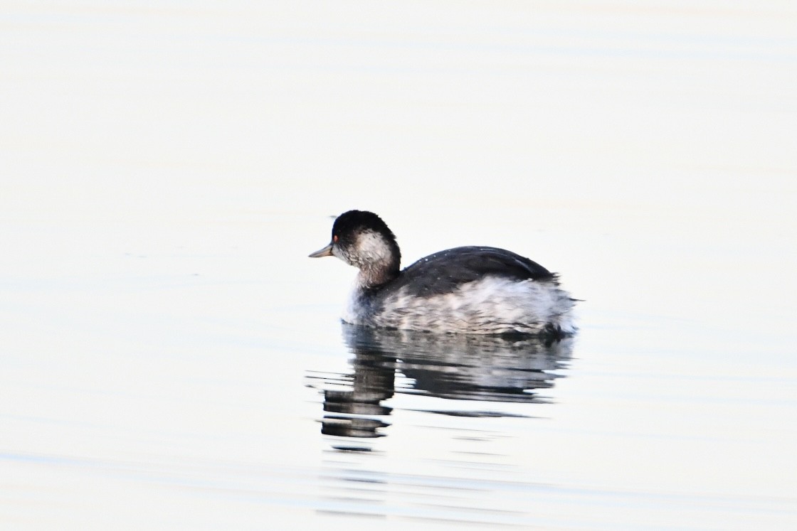 Eared Grebe - ML629089008