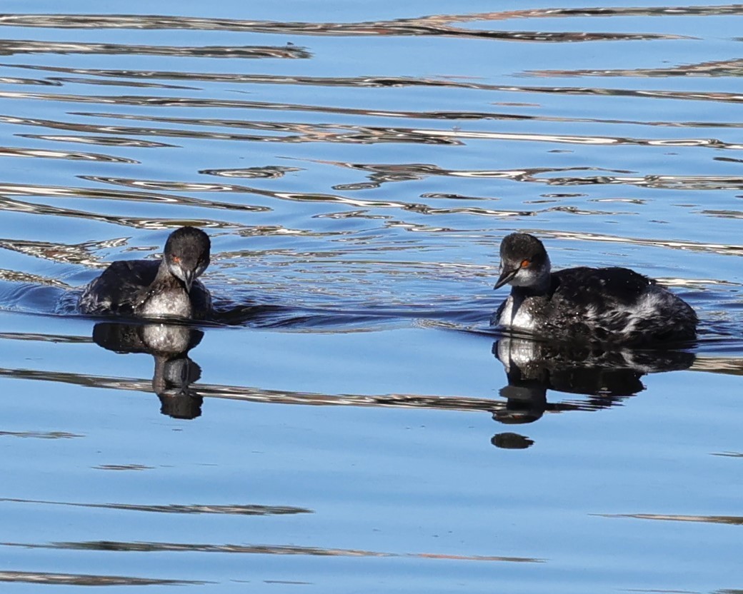 Eared Grebe - ML629089050