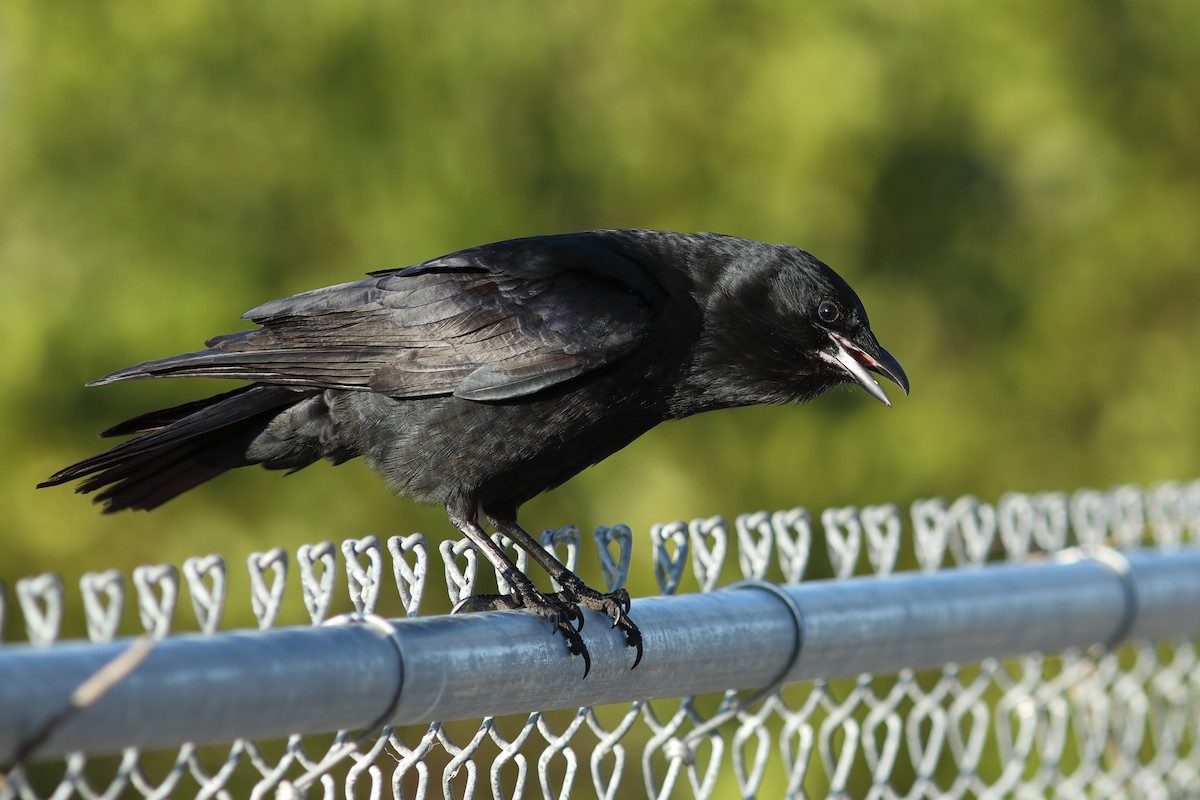 Fish Crow - ML629089242