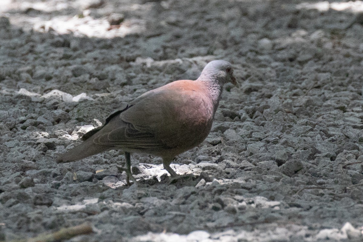 Pigeon de Madagascar - ML629089272