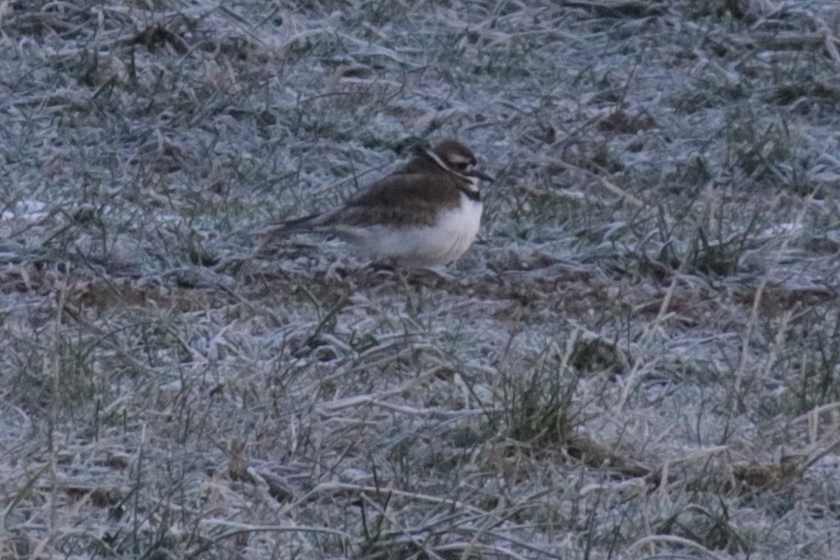 tobeltelo - ML629089280