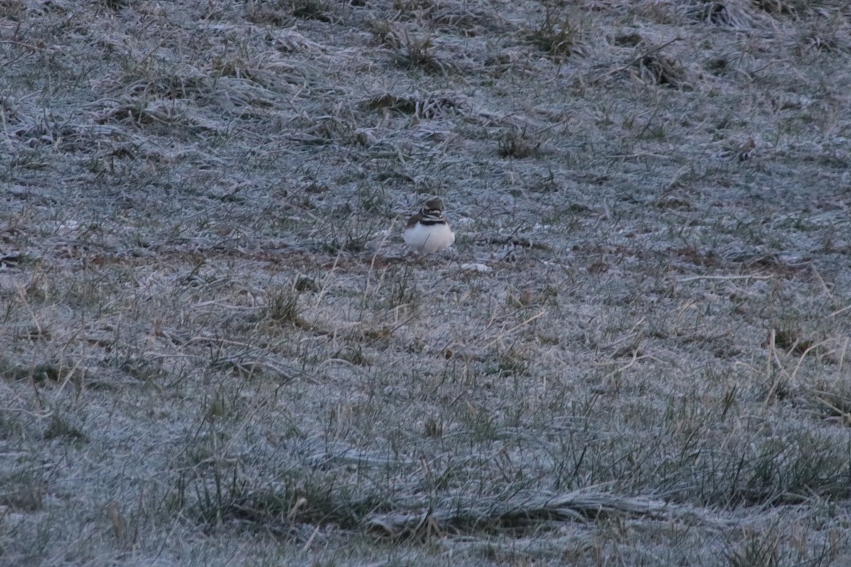 tobeltelo - ML629089281