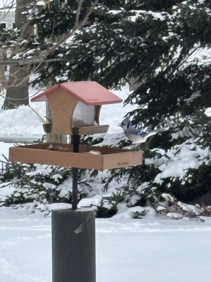 Blue Jay - ML629089289