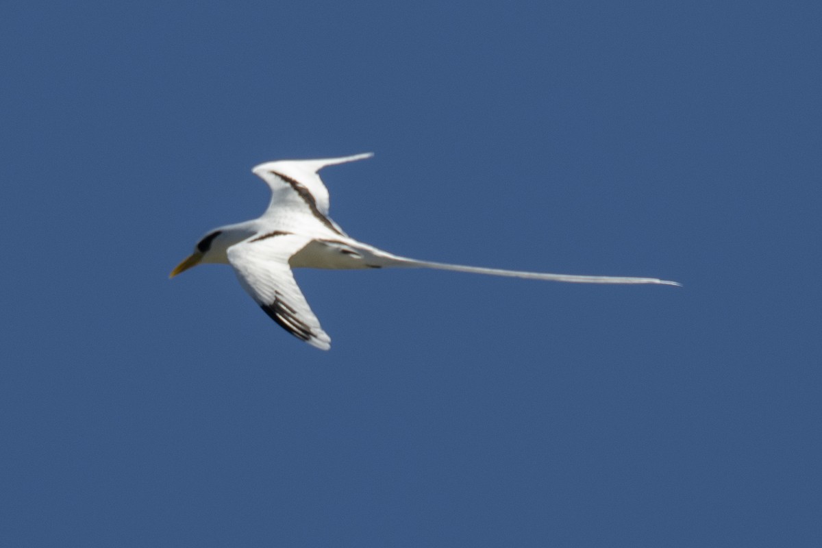 White-tailed Tropicbird - ML629089324
