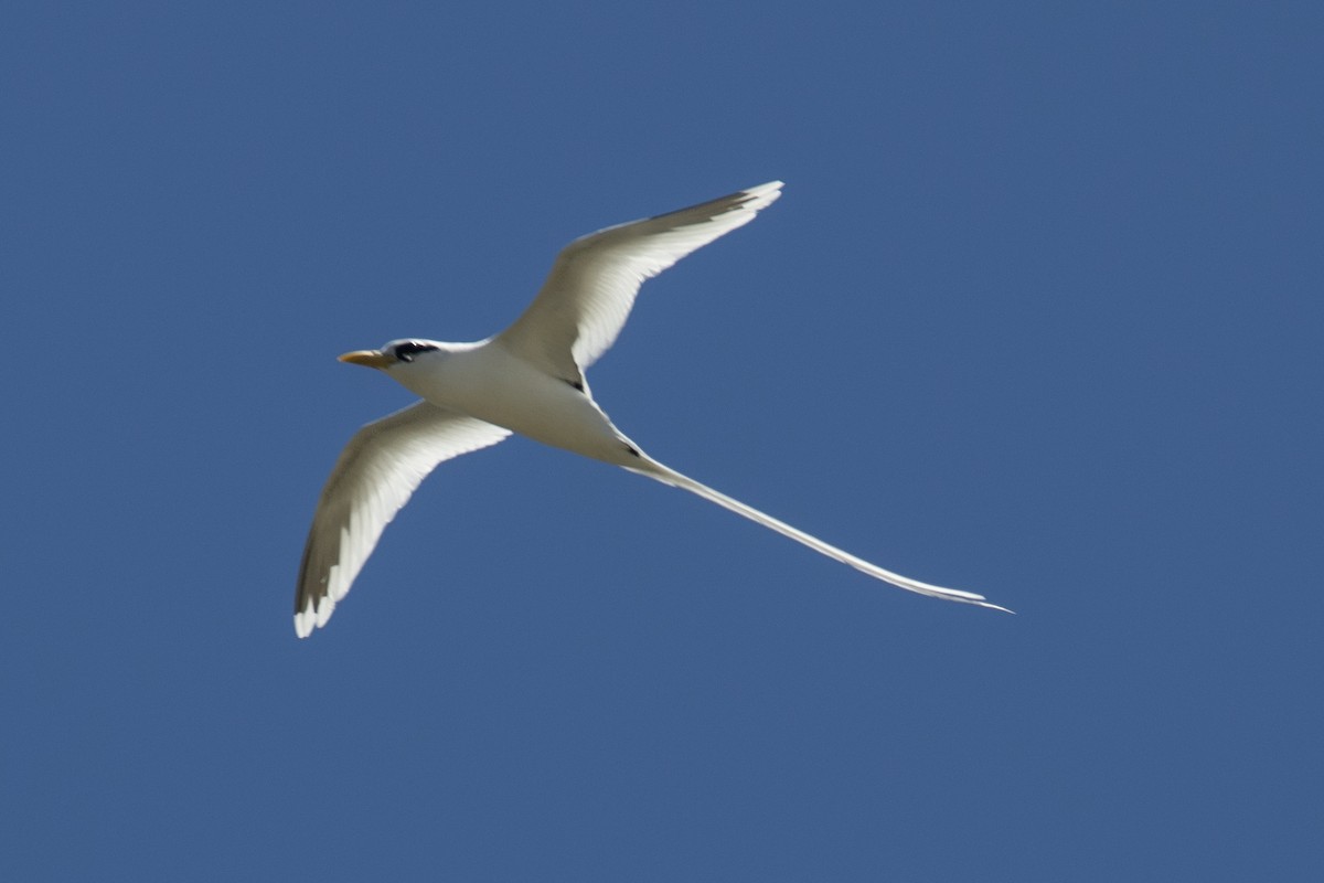 White-tailed Tropicbird - ML629089325