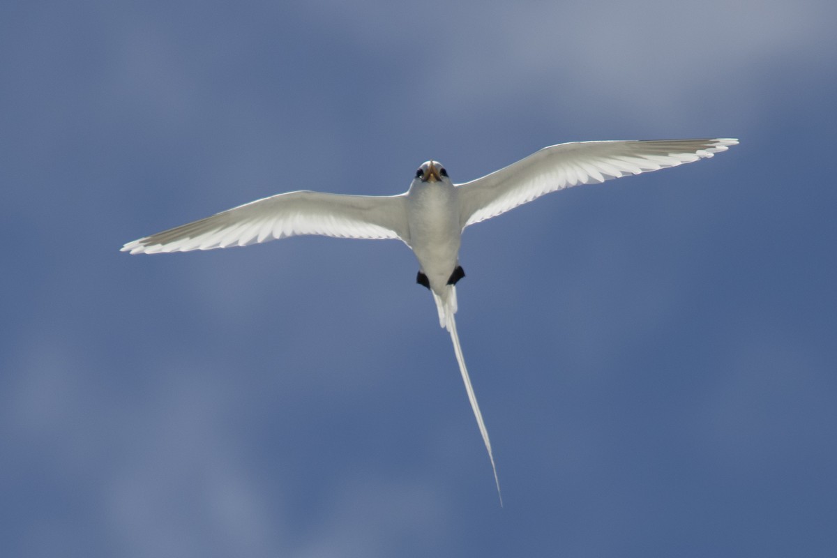 White-tailed Tropicbird - ML629089326