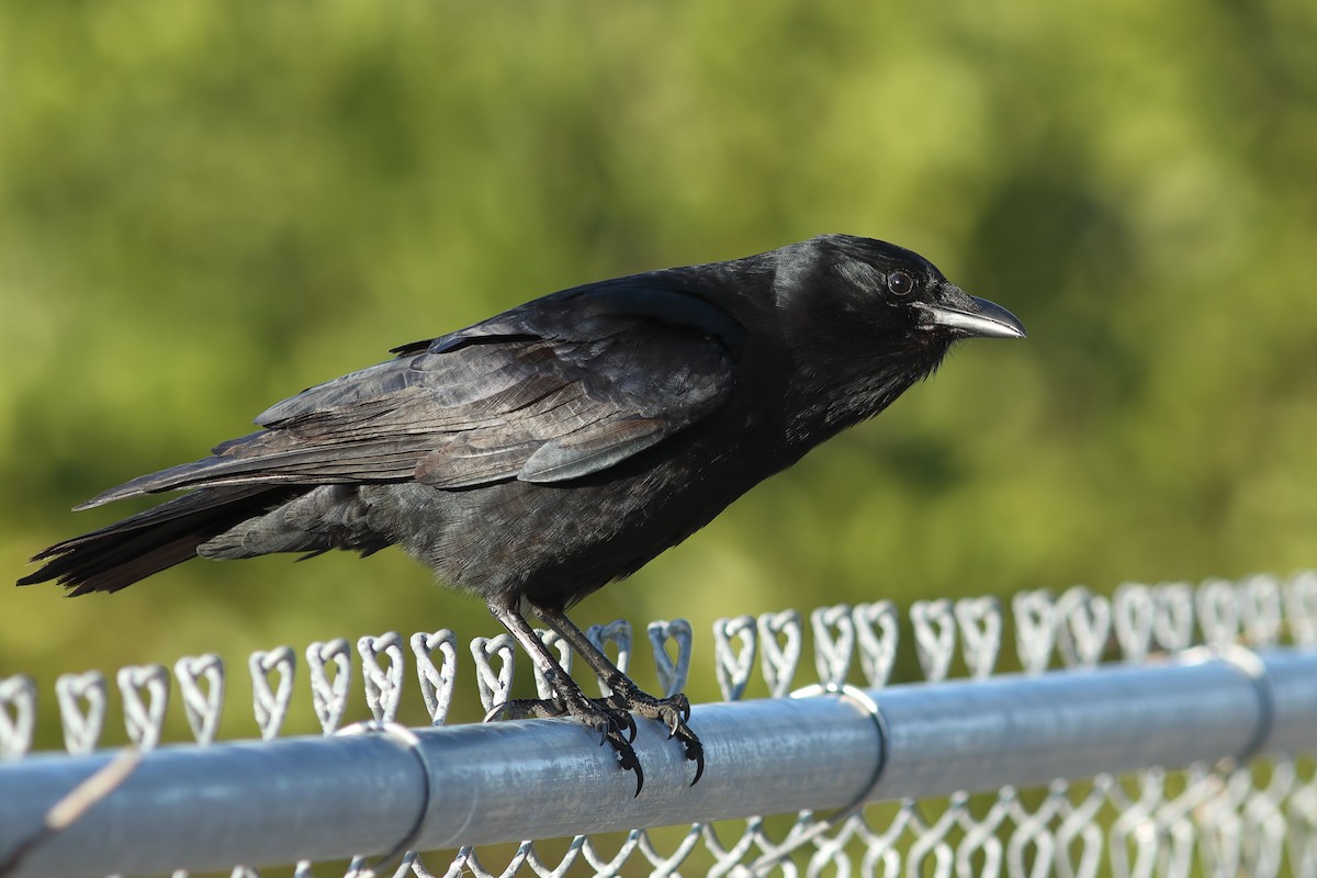 Fish Crow - ML629089387