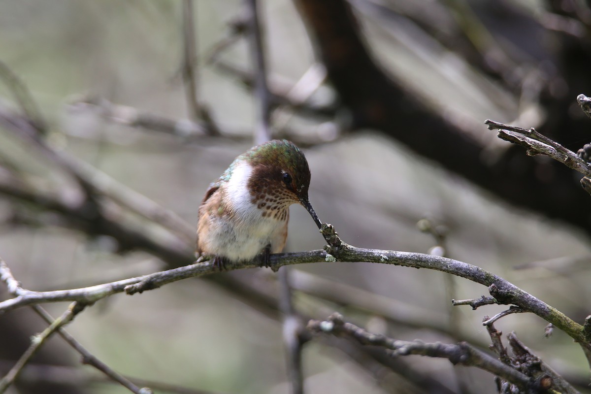 Volcano Hummingbird - ML629089450