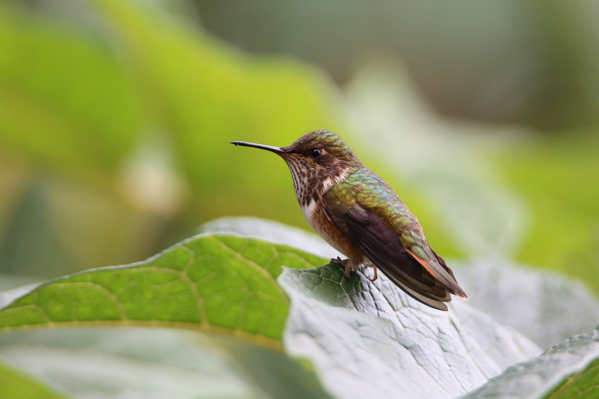 Volcano Hummingbird - ML629089451