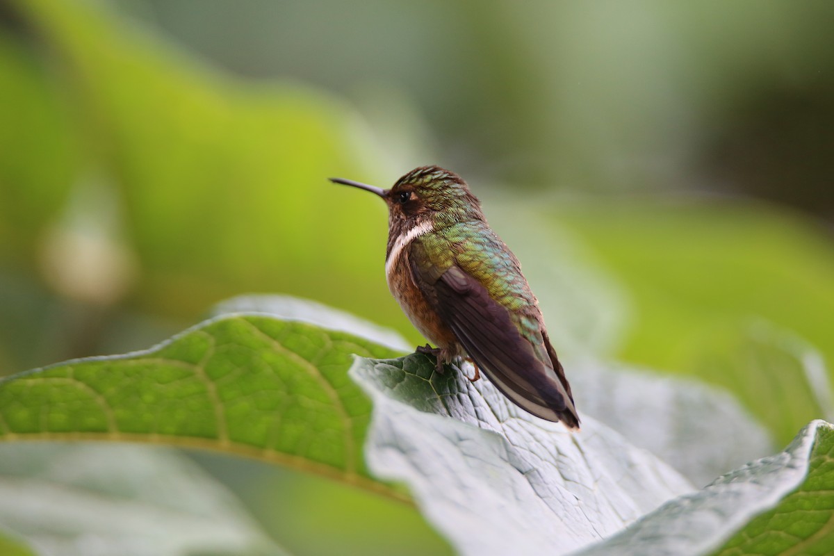 Volcano Hummingbird - ML629089452