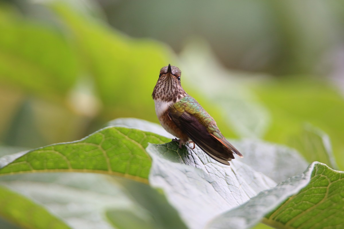 Volcano Hummingbird - ML629089453