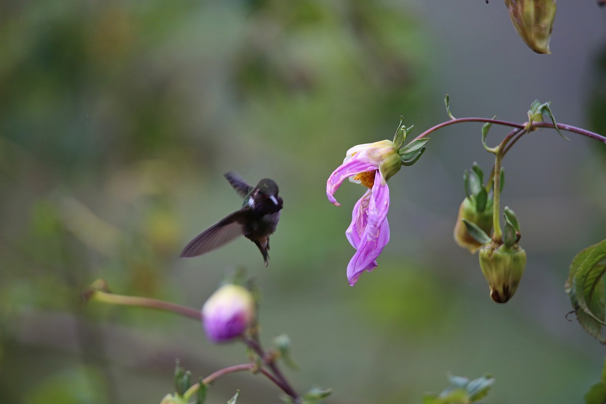 Volcano Hummingbird - ML629089454