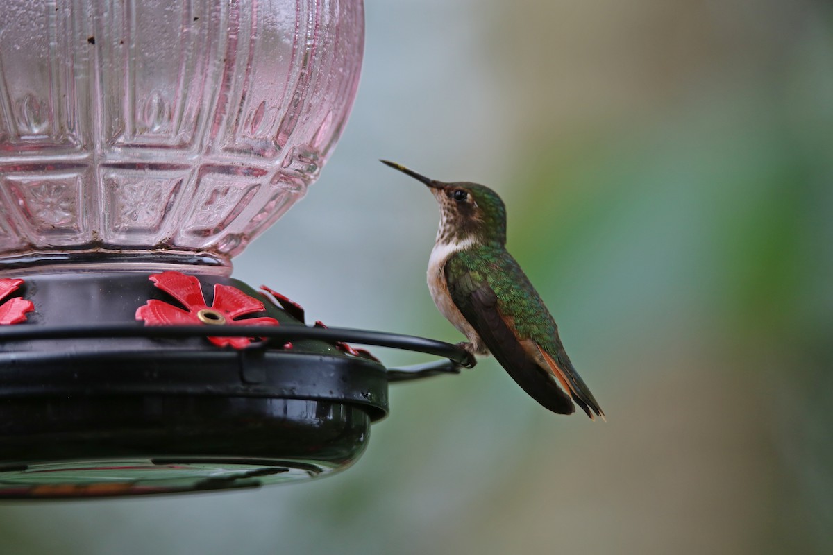 Volcano Hummingbird - ML629089455