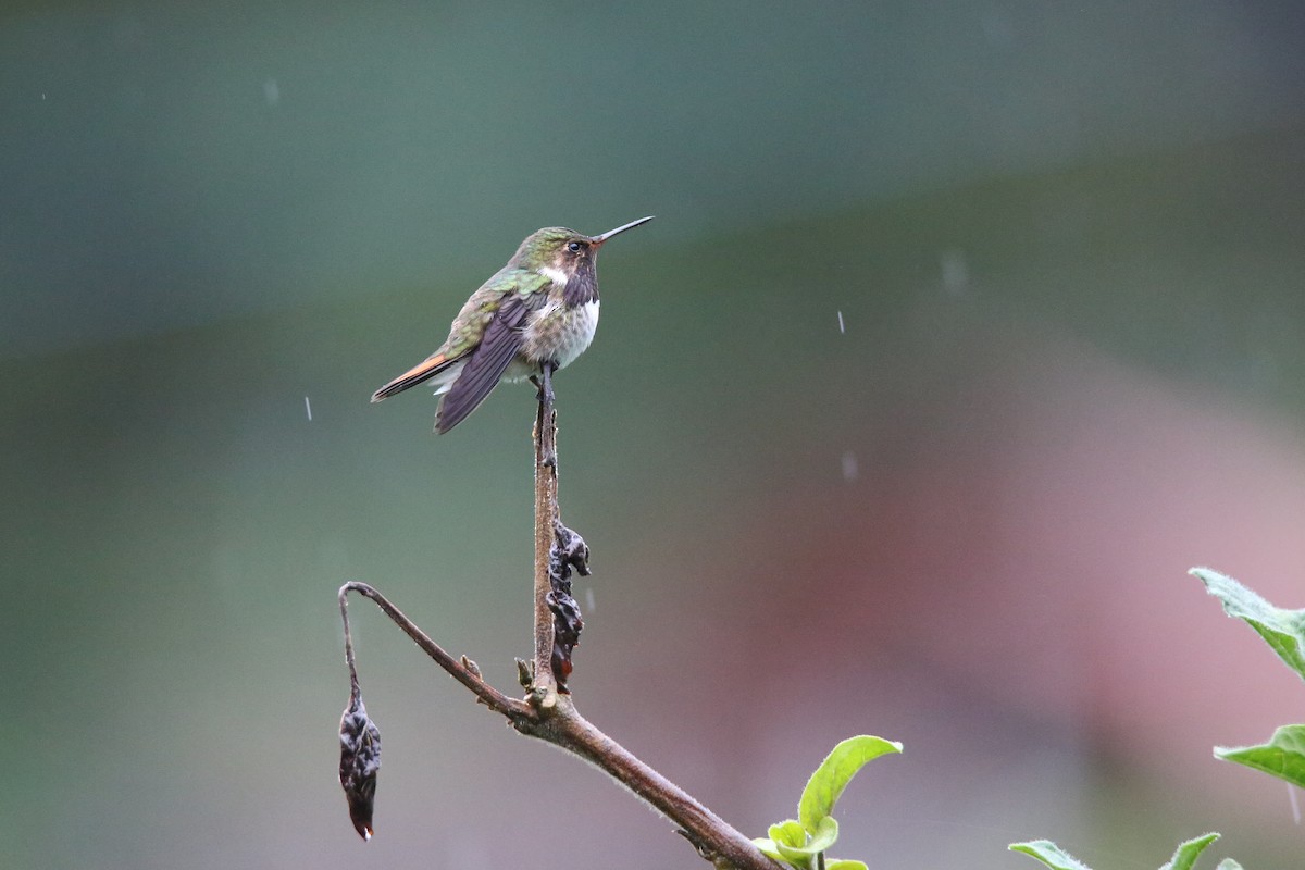 Volcano Hummingbird - ML629089456