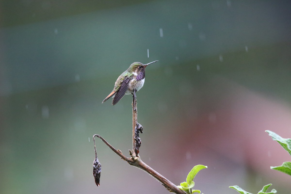 Volcano Hummingbird - ML629089457