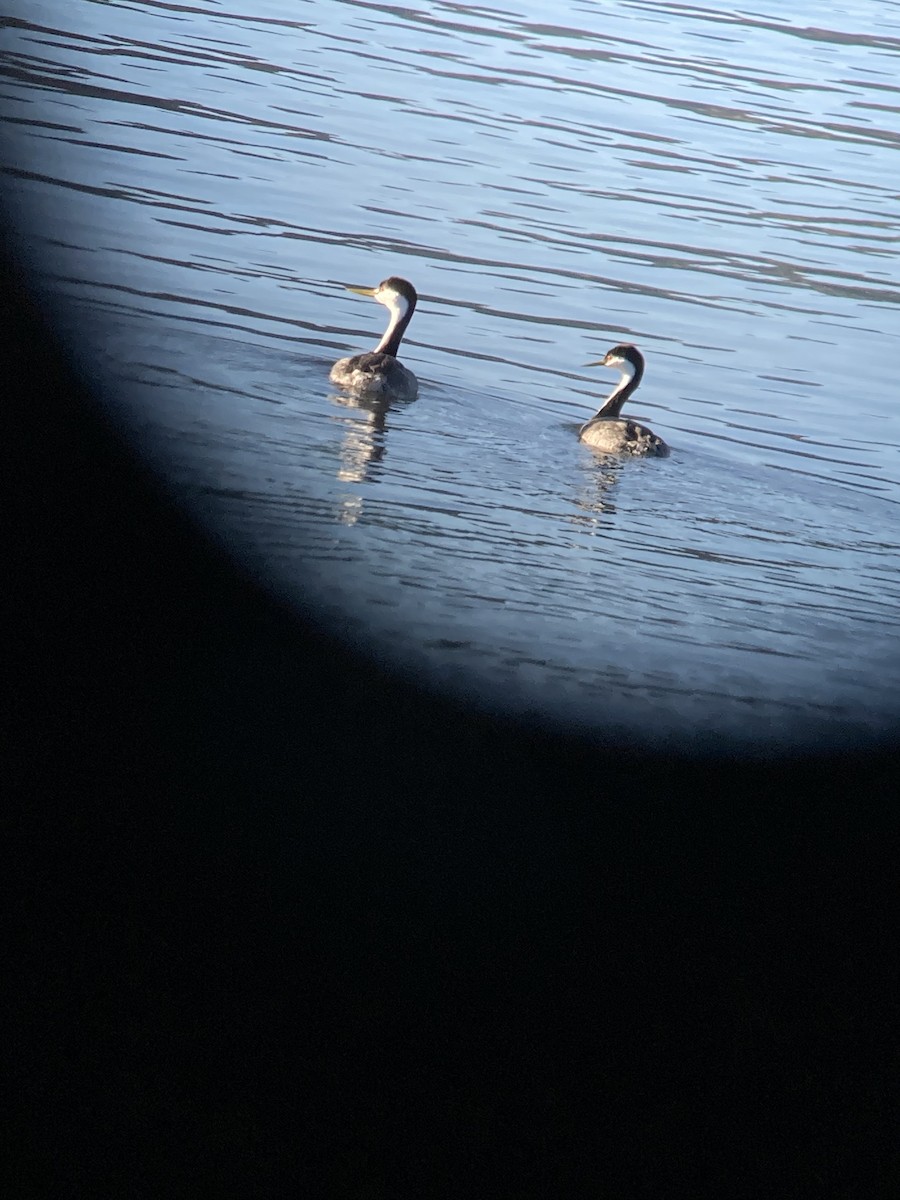 Clark's Grebe - ML629089494