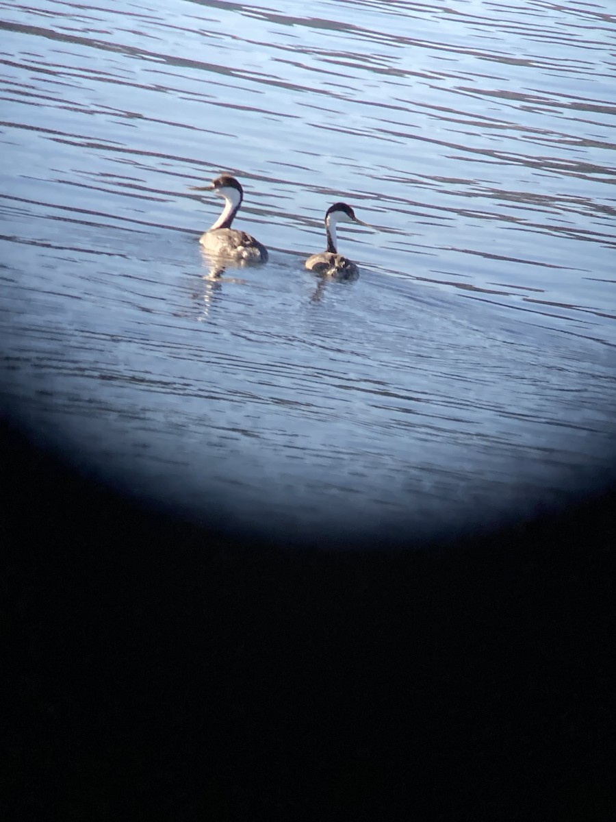 Western Grebe - ML629089505