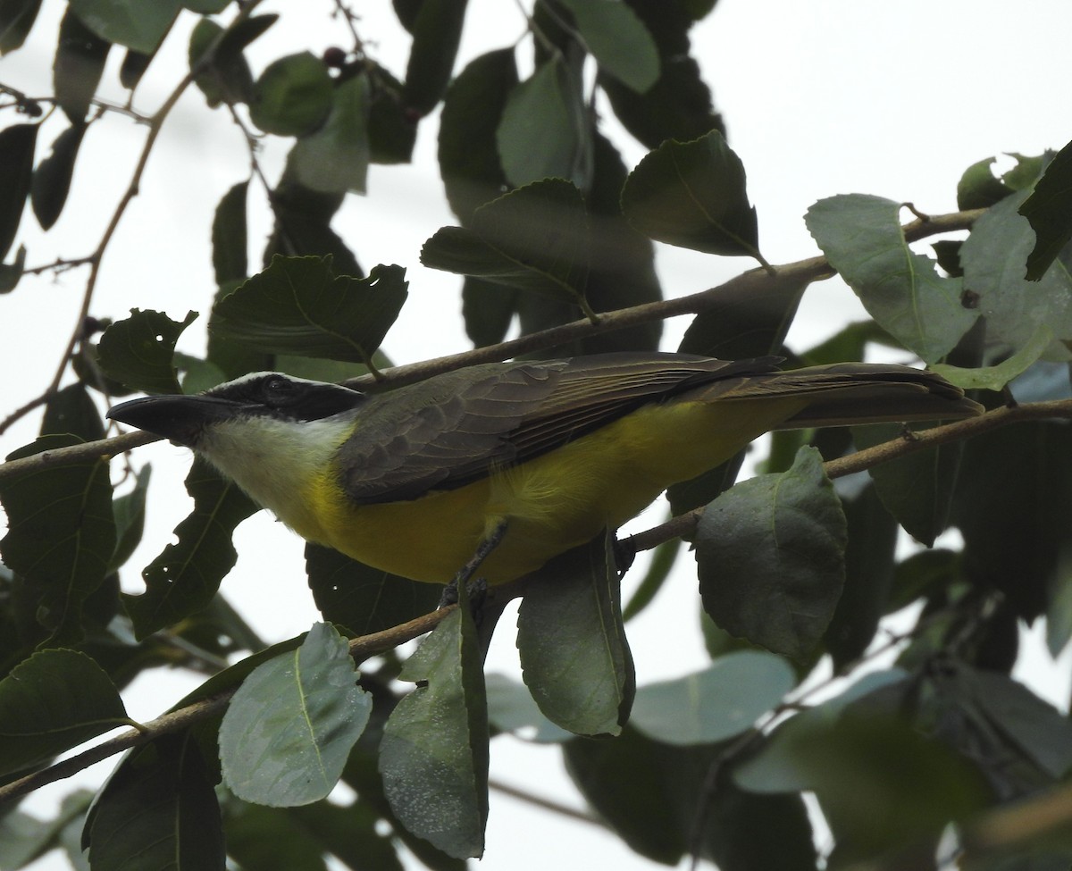 Boat-billed Flycatcher - ML629089509