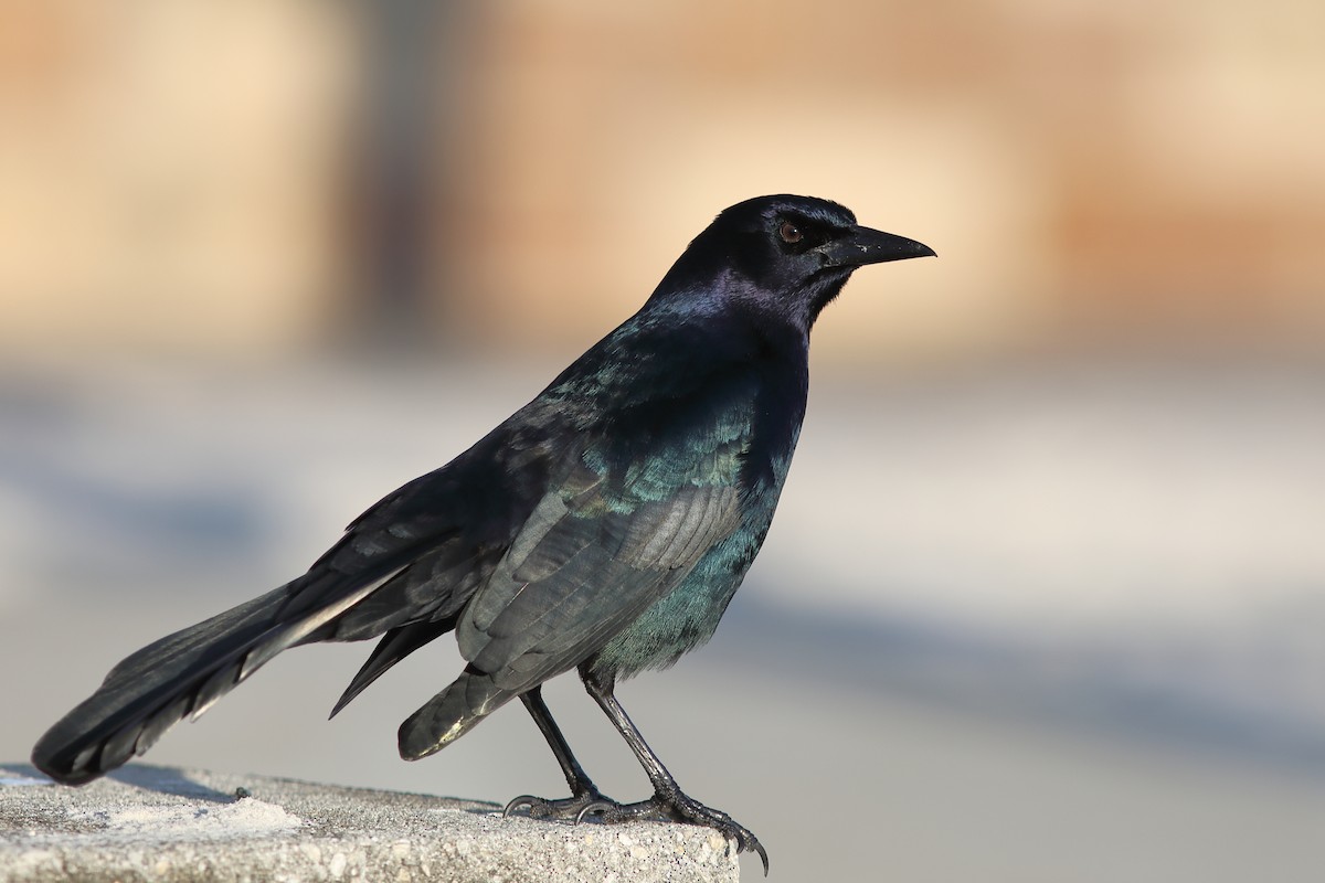 Boat-tailed Grackle - ML629089603