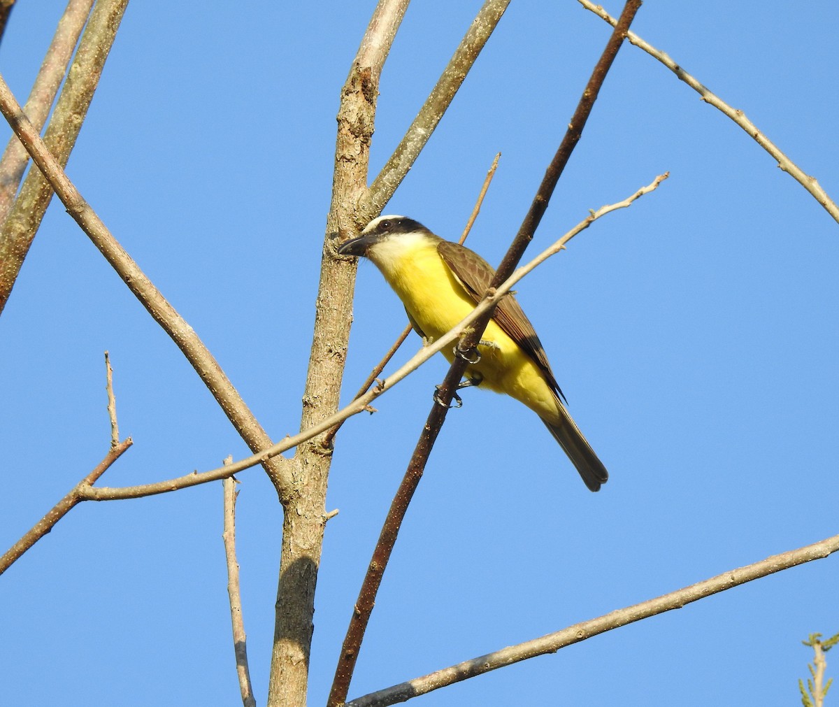 Boat-billed Flycatcher - ML629089653