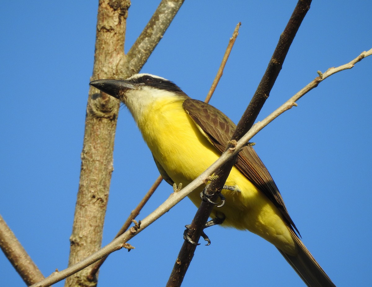 Boat-billed Flycatcher - ML629089654