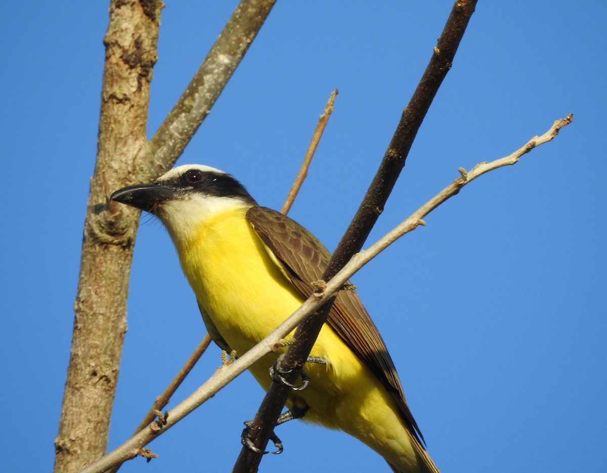 Boat-billed Flycatcher - ML629089655